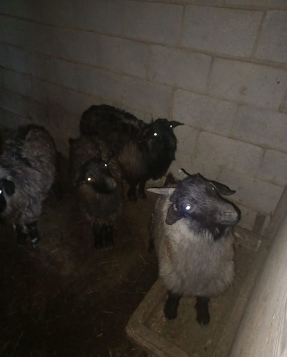 Ешкілер сатылады!!!