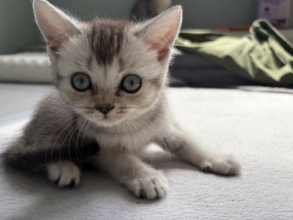 Шотландский котенок
