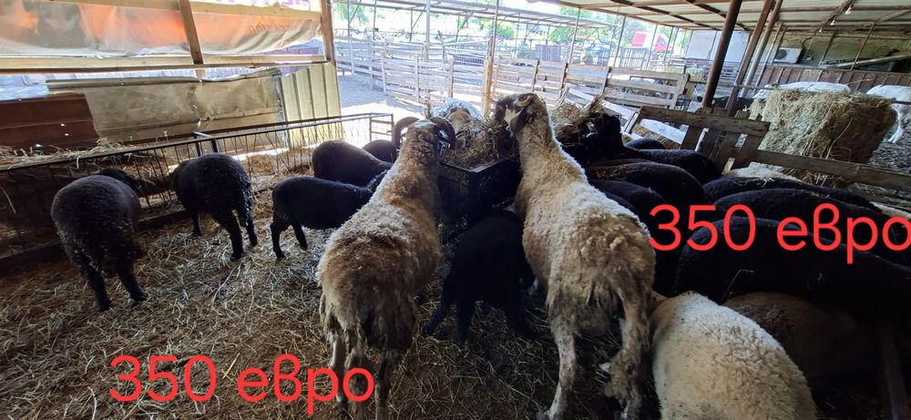 Продавам кочове и овце