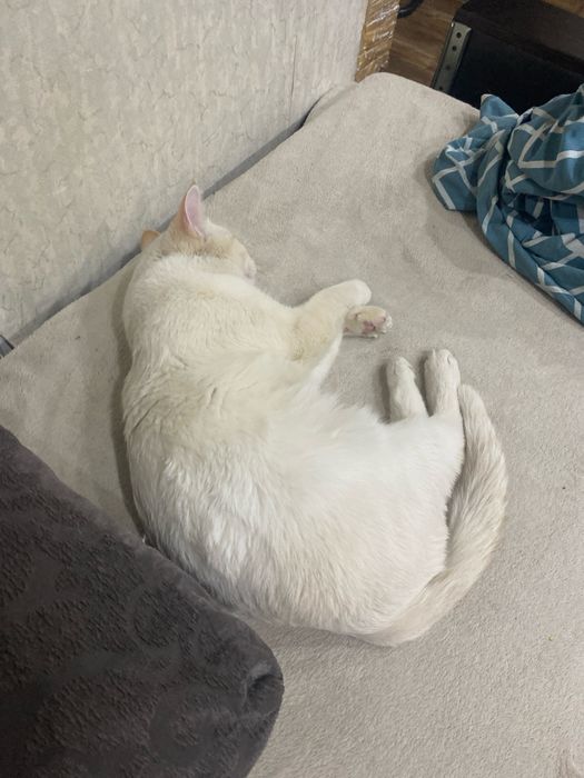 Отдам кота в добрые руки