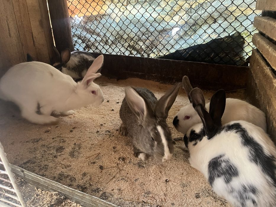 Продавам зайци кръстоска