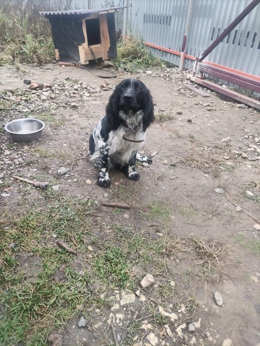 Щенки Русского спаниеля