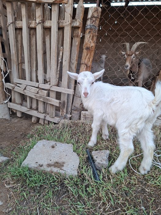 Лақ, занен, ешкі