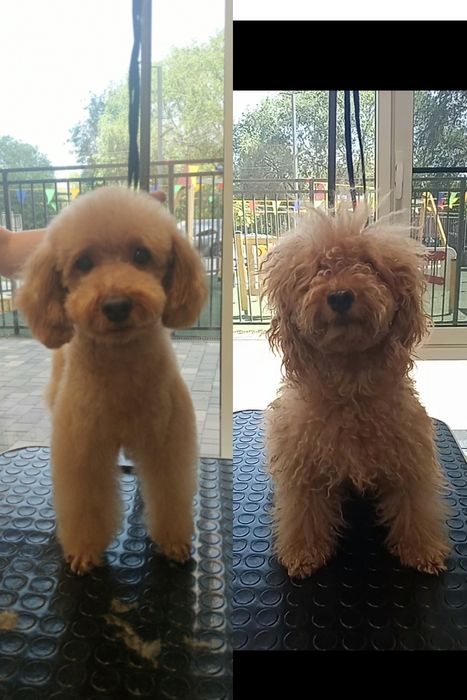 Вызов грумера на дом.