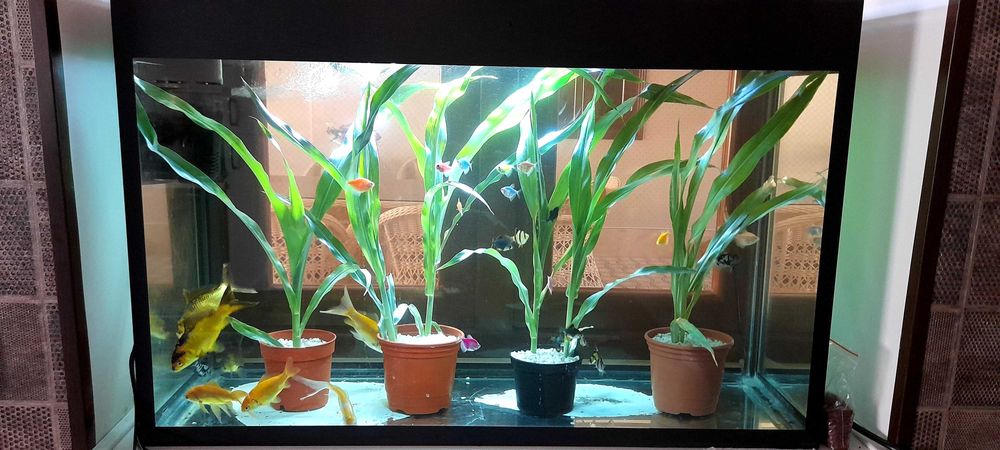 100 litr akvarium zavodskoy