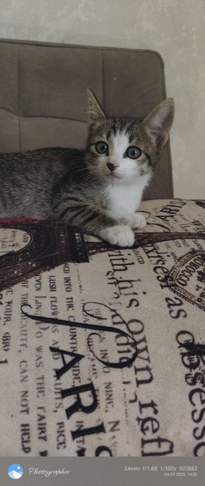 Котята возраст 2мес