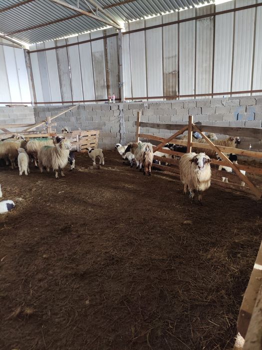 Vând oi cu miei 900 lei bucata negociabil