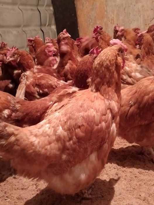 Продаются курочки несушечки