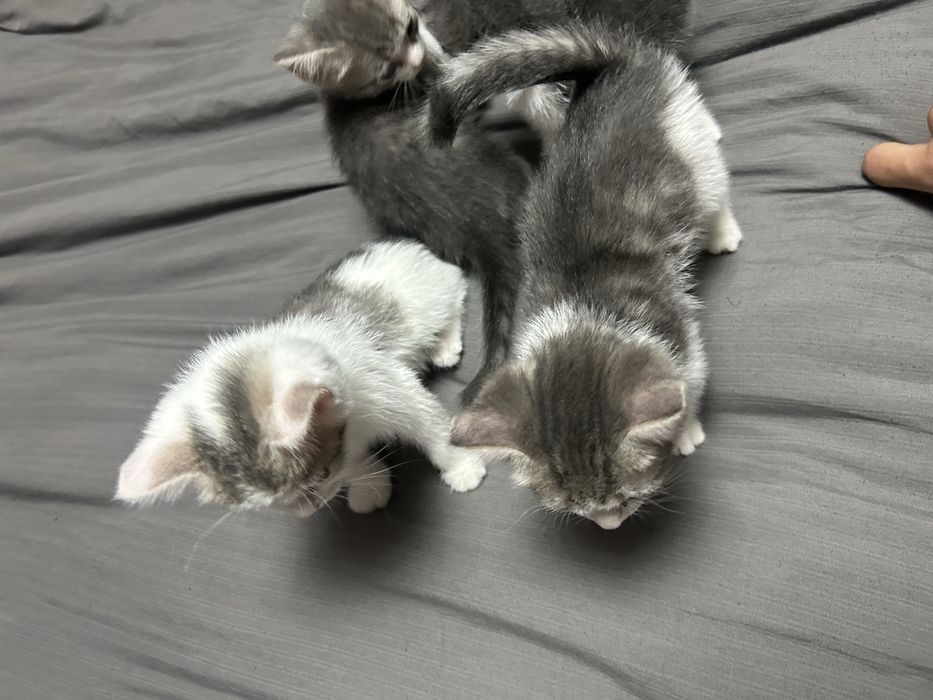 Отдам котят в добрые руки