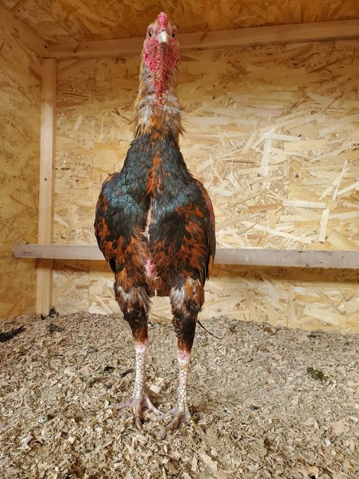 Продается бойцовый