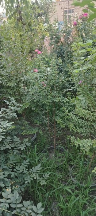 Арча ва атиргуллар ни дорилаш ва парварлаш хизмати