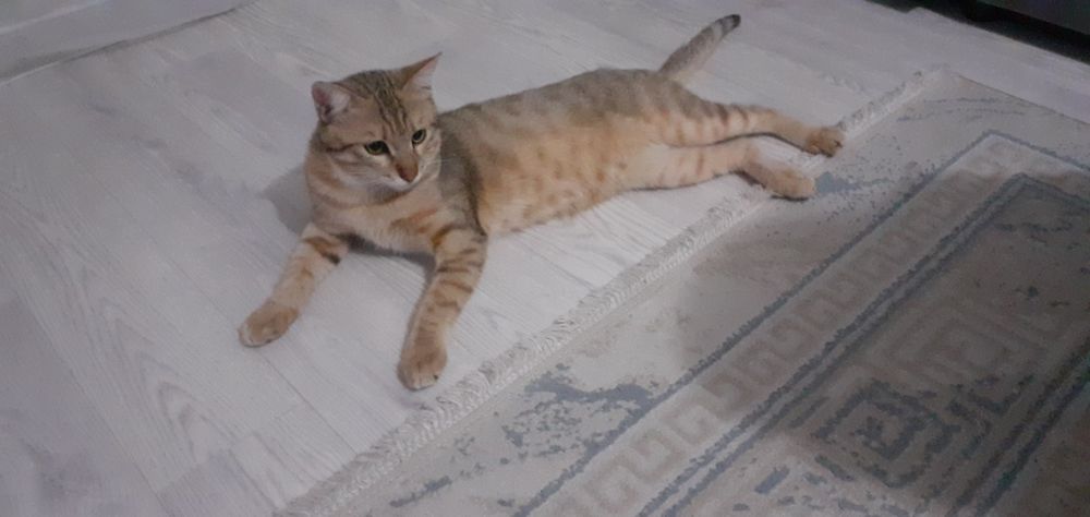 Отдам кота бесплатно