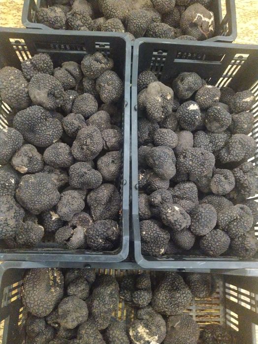 Трюфели с които може да обучите и куче