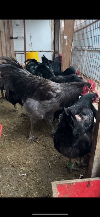 Гигант барвистая