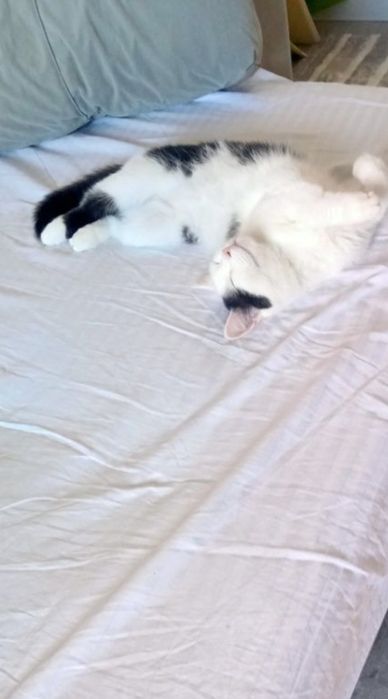 Кошка отдам даром