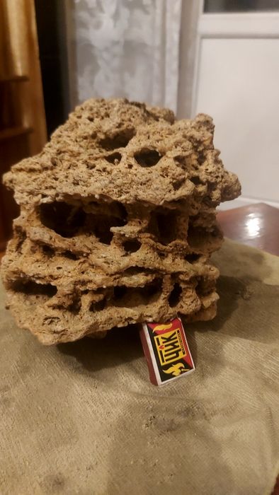 Аквариумное растения