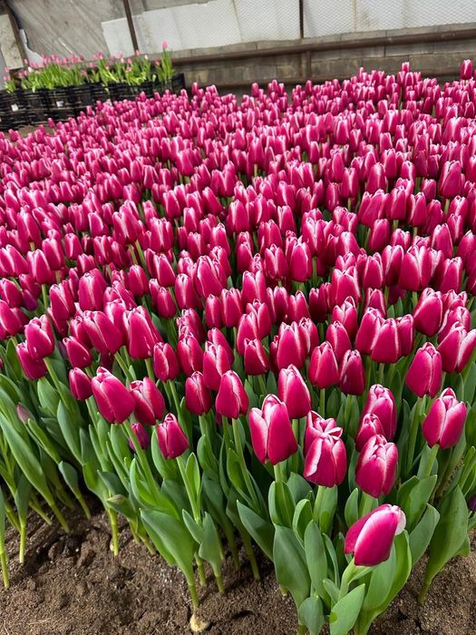 Голландские Тюльпаны