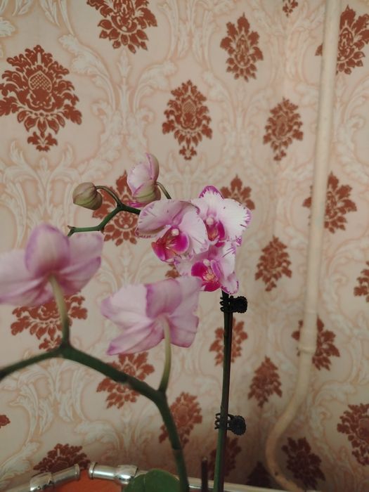 Орхидея цветок молодой