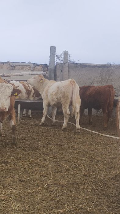 22 бас бұқа круг 1жас 2жас аралас