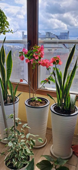 Сансевиера, Snake plant