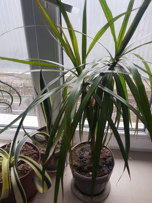 Раскшный Цветок для дома офиса.