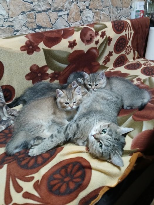 Британски чинчили късокосмисти оригинал  600лв