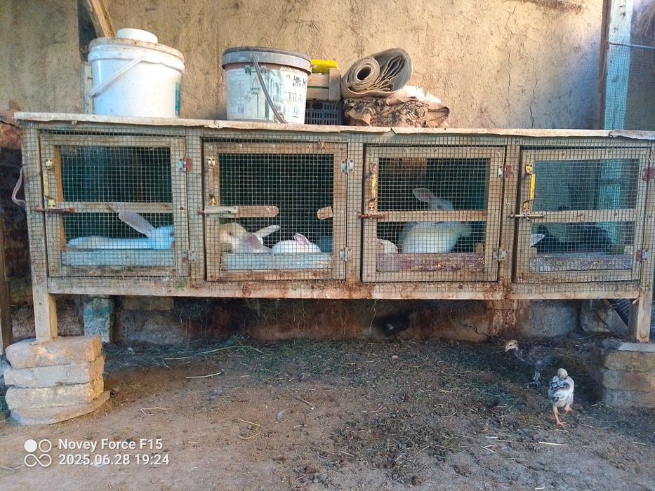 Vilkan va patli quyonlar