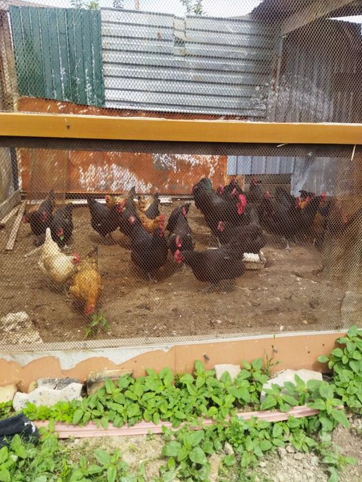 Продам кур не дорого