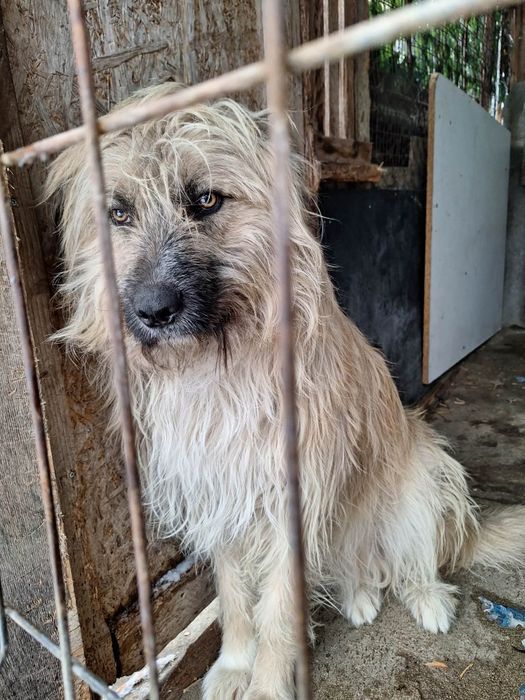 Donez ciobanesc mioritic