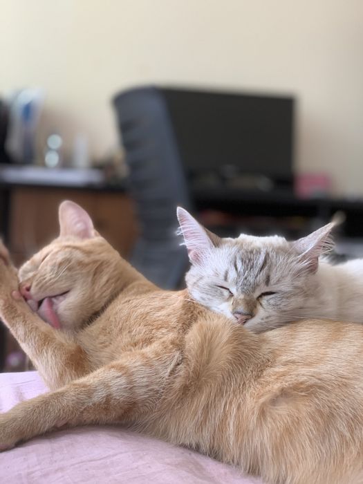 Ищу дом для котиков