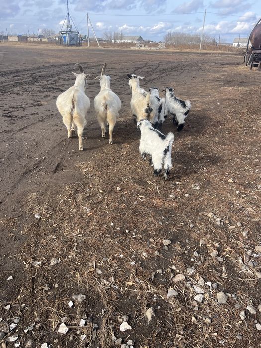 .Продам коз