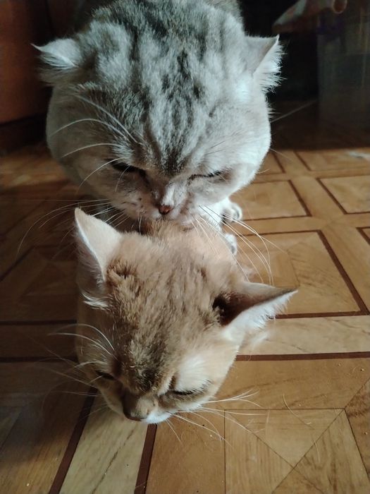 Вязка. Шотландский кот.