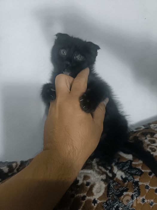 Mushuk zotli erkak