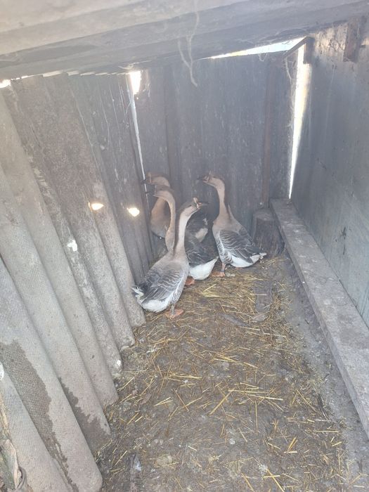 Fazani,pauni,rate salbatice,gaste lesesti,italiana potarnichie,etc