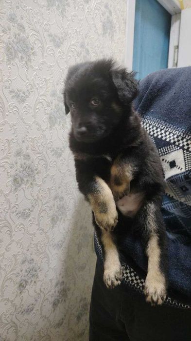 Собаки / Щенки пристраиваются Домашние / Kuchuk It