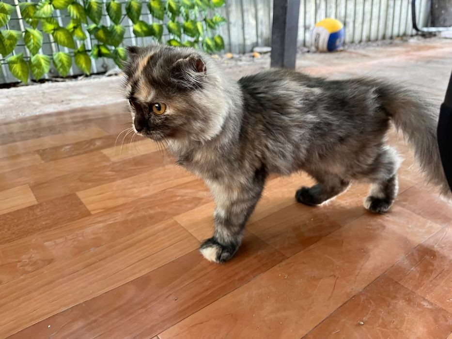 Котенок ищет  хозяев