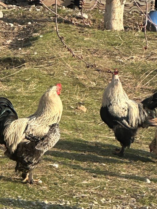 Петух әтеш қораз