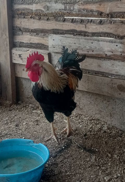 Продам домашний питух