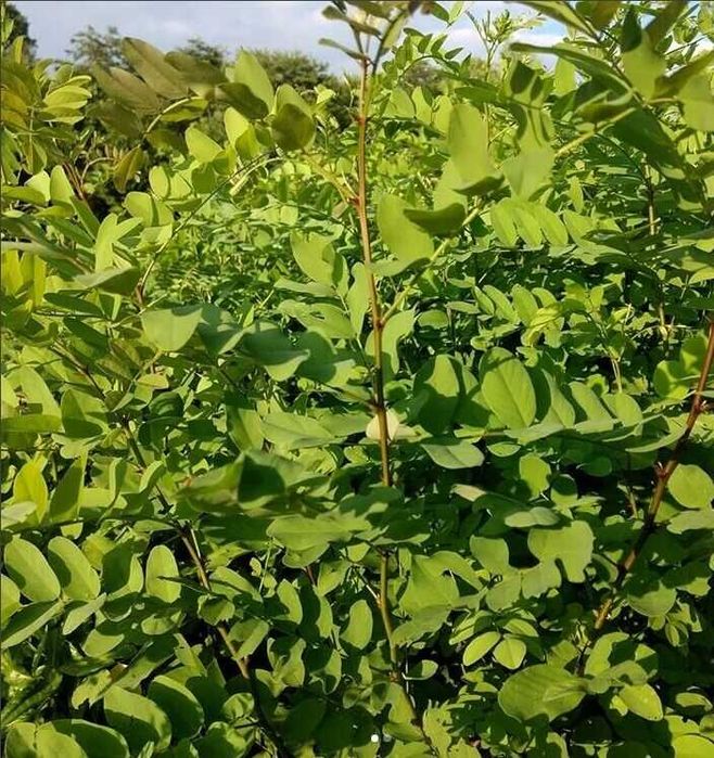 Seminte salcam pentru puieti (rating excelent)