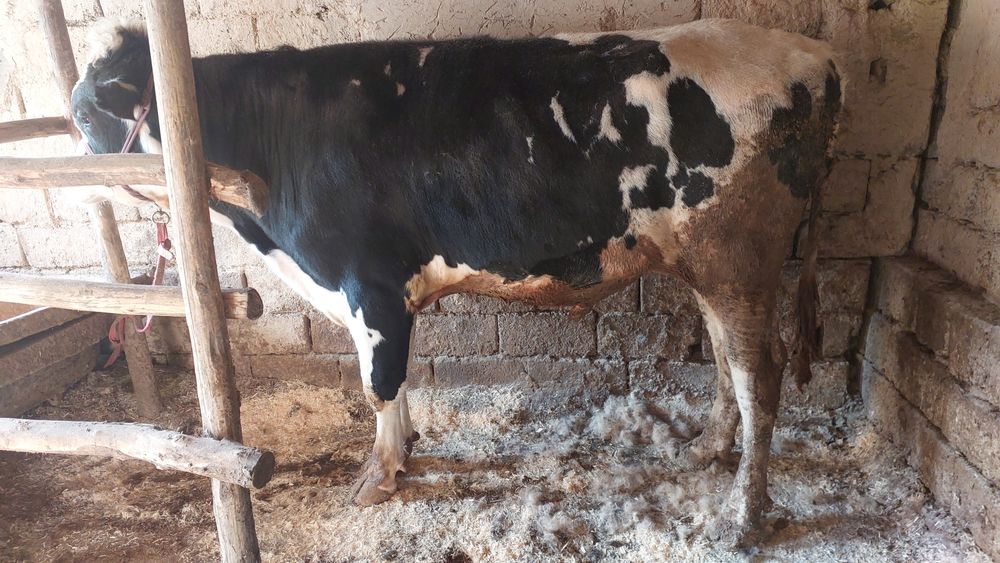 Buqa sotiladi golshten gibrit