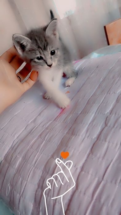 Кошки красавицы 1,5 месяца приучина в горшке девочки