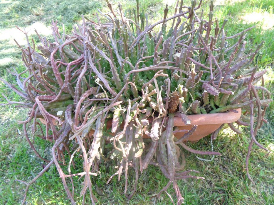 vind  plante cactusi