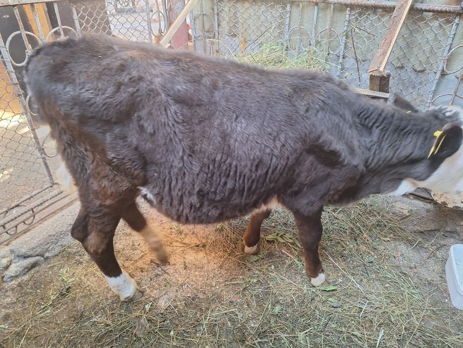 Vând vițică de 3.5 luni