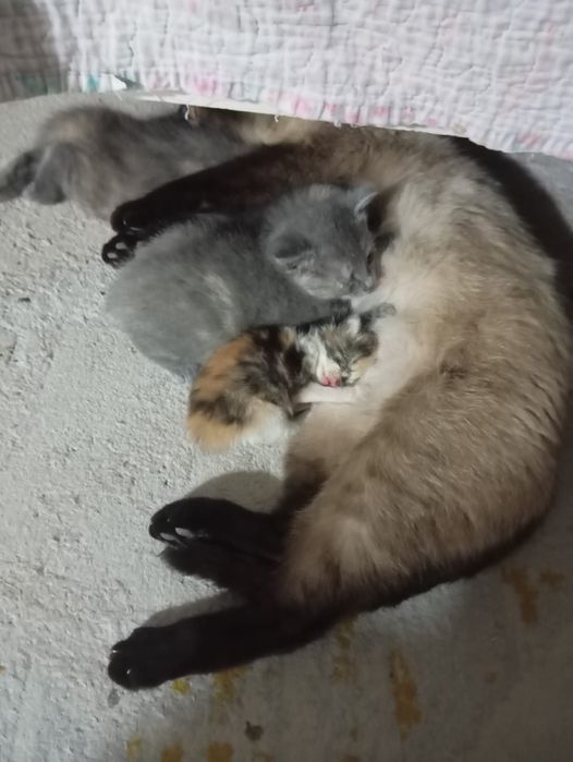 Подарю котёнка, который принесет счастье