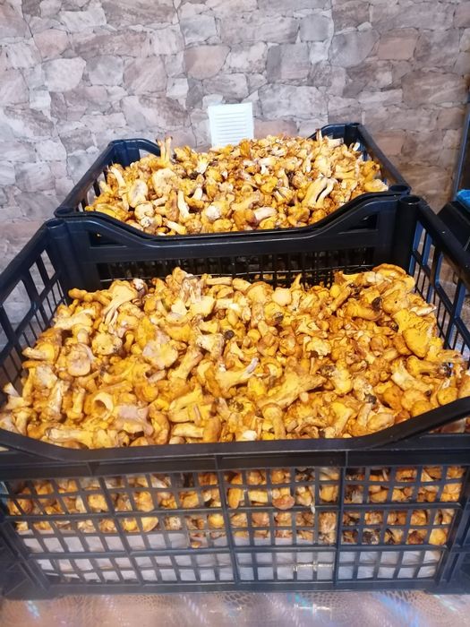 Galbiori de munte ,proaspeți si aromati