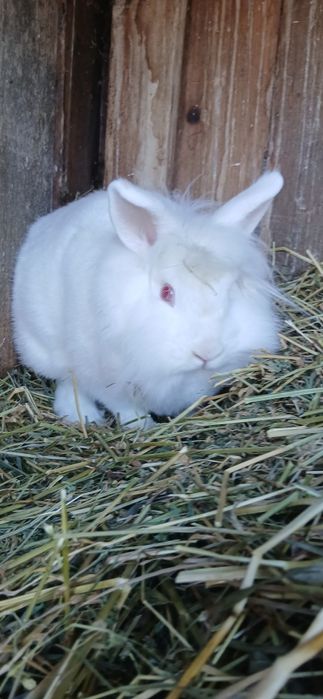 Iepuri cap de leu pitic!