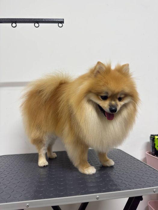 Стрижка и уход для собак