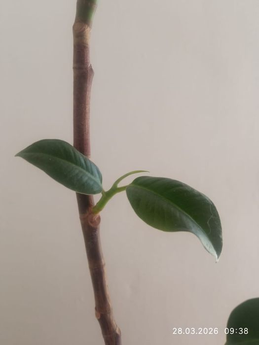 Продам шикарный Фикус