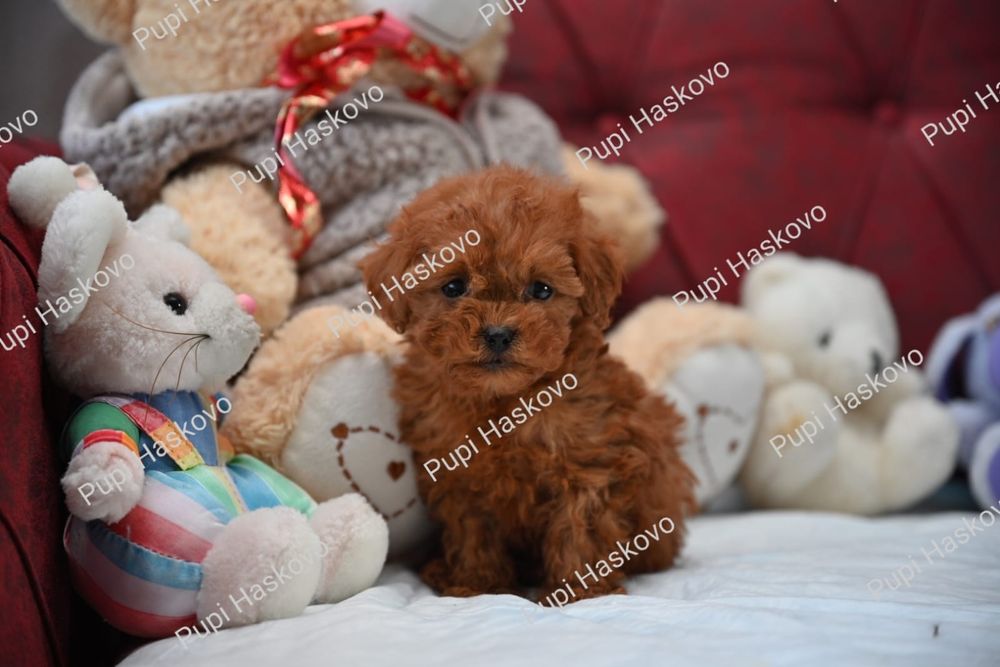 Той Пудел [toy poodle] БАБХ лицензиран развъдник