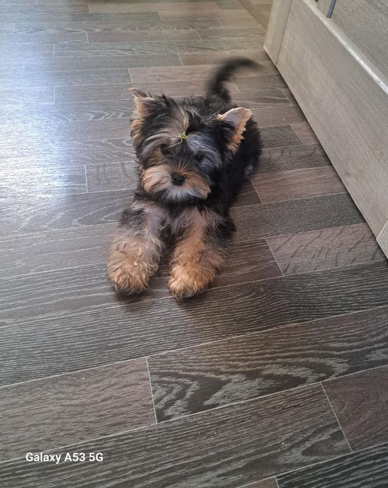 Йоркширский терьер